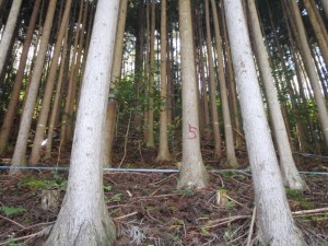 施工地：釜石市甲子町字小川