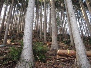 施工地：釜石市甲子町字小川